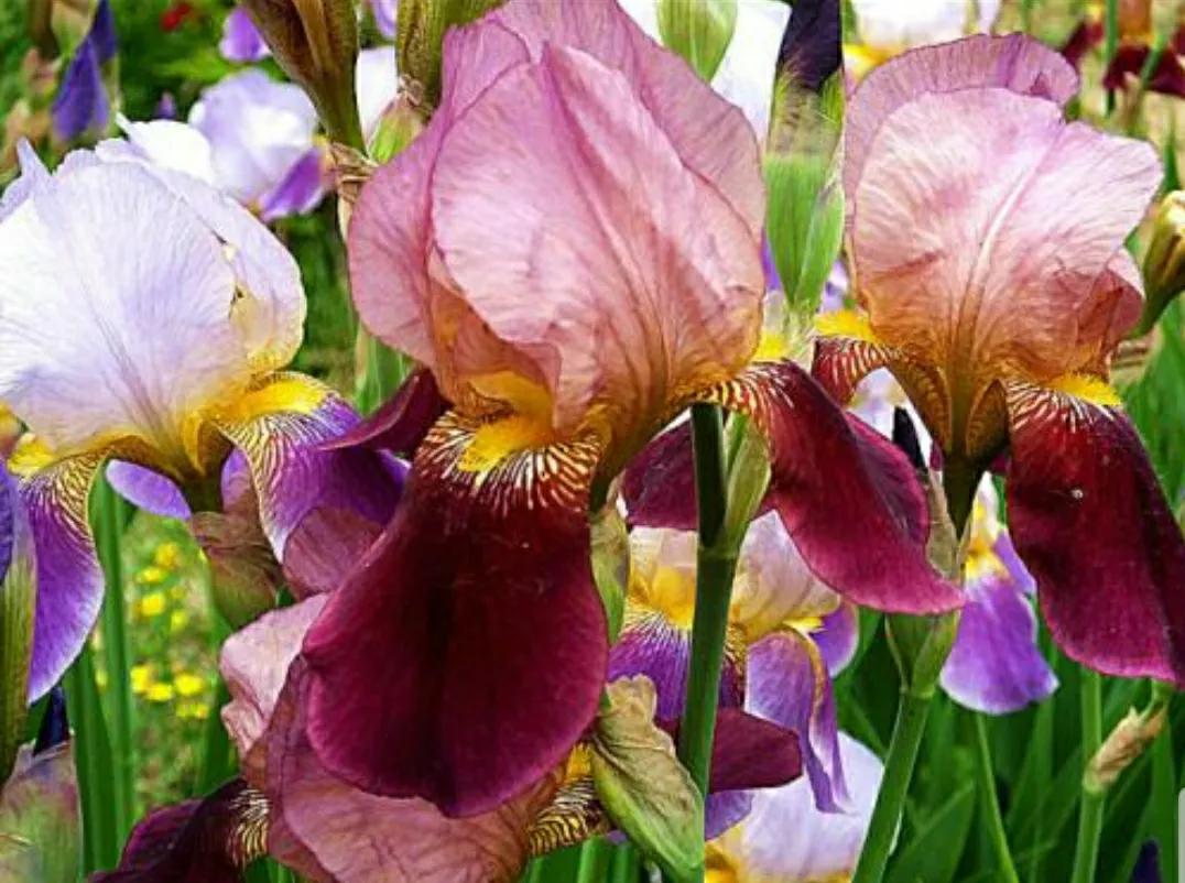 蓝色鸢尾的寓意(她是蓝色妖姬还是彩虹女神)