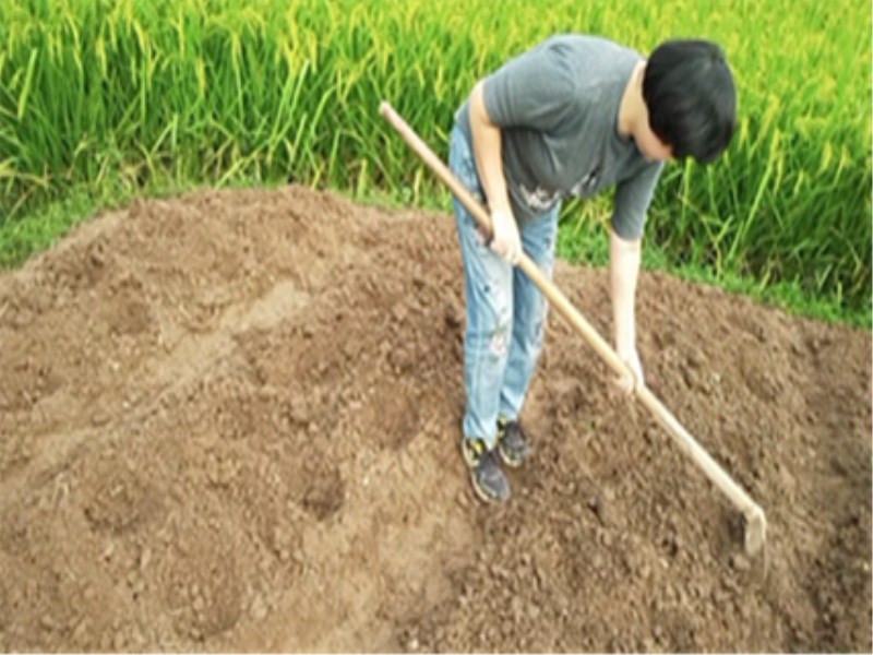 白萝卜种植时间和方法（白萝卜的最佳种植时间）