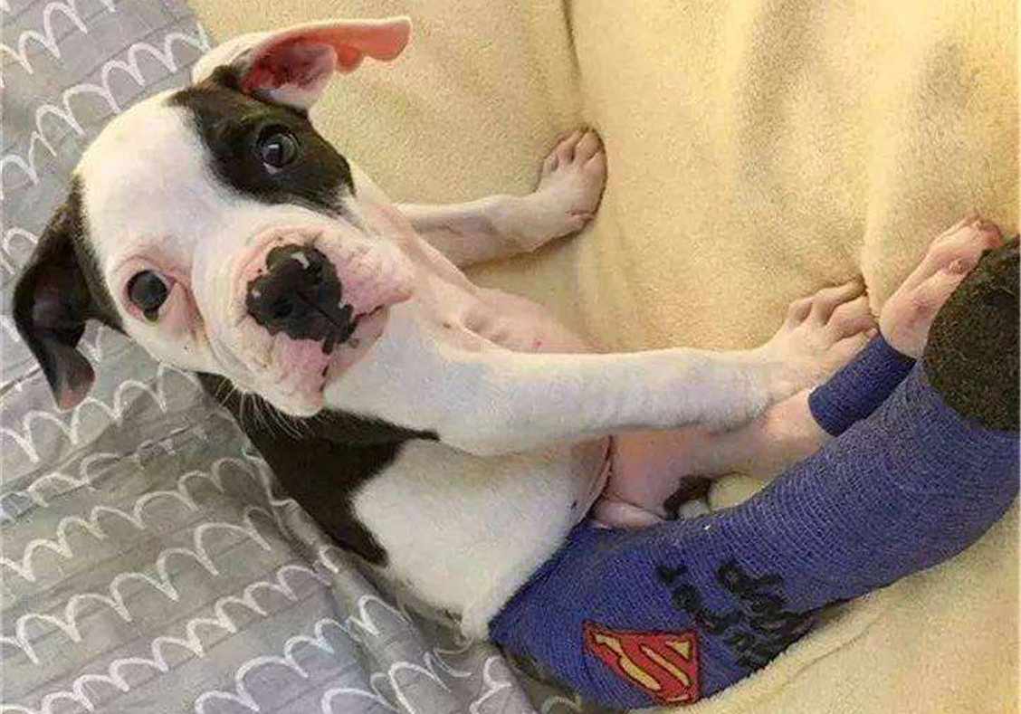 狗狗骨折仅做固定就可以？殊不知矫正与康复训练才能避免长短腿