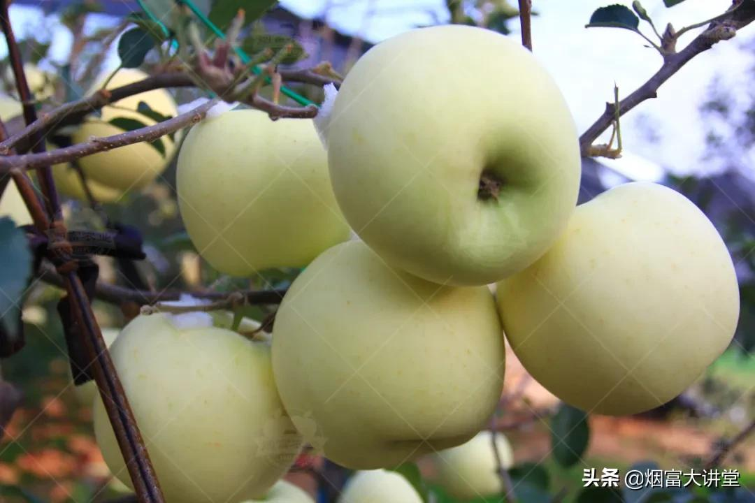 ƻѴô죿