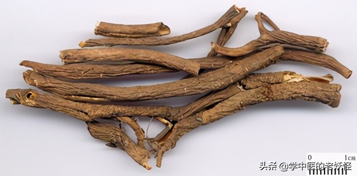 五加皮的功效与作用祛风湿强筋骨