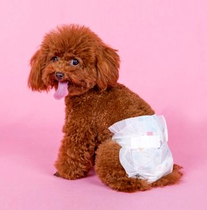 关于狗狗发情，这4点你还是该知道的！