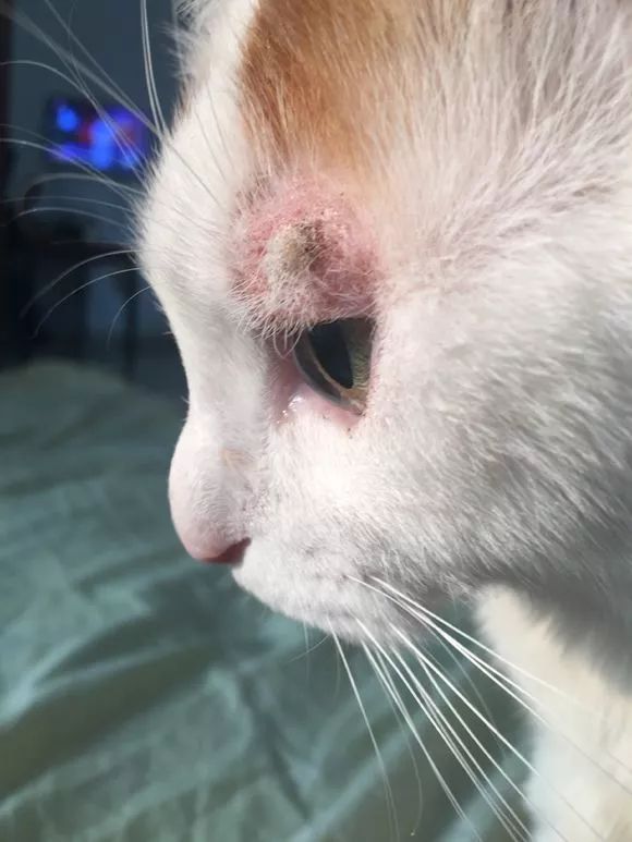 猫咪得了猫癣到底该怎么治？认清猫癣才能更好地治疗！