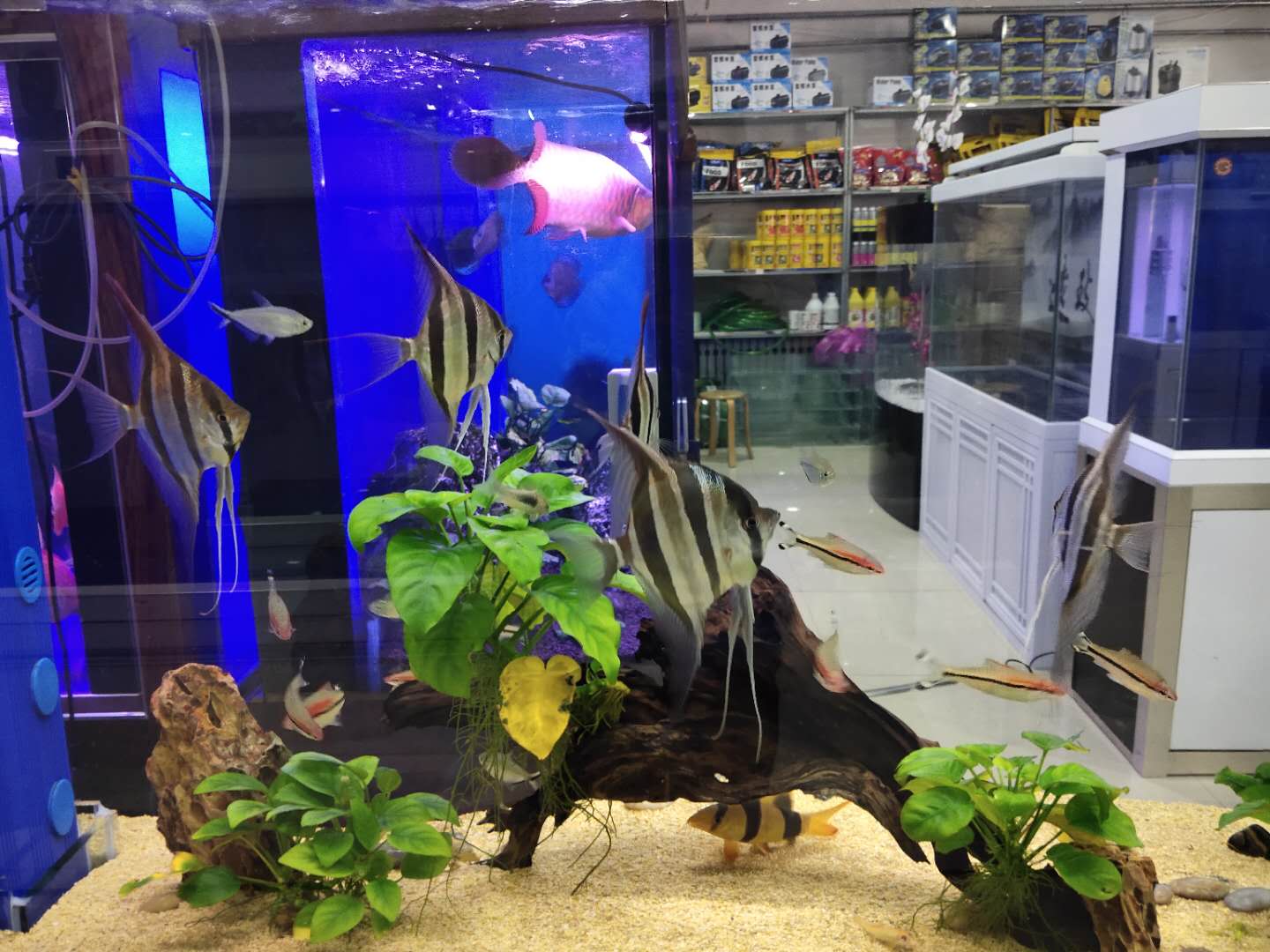 鸚鵡魚水溫,鸚鵡魚水溫度多少最佳