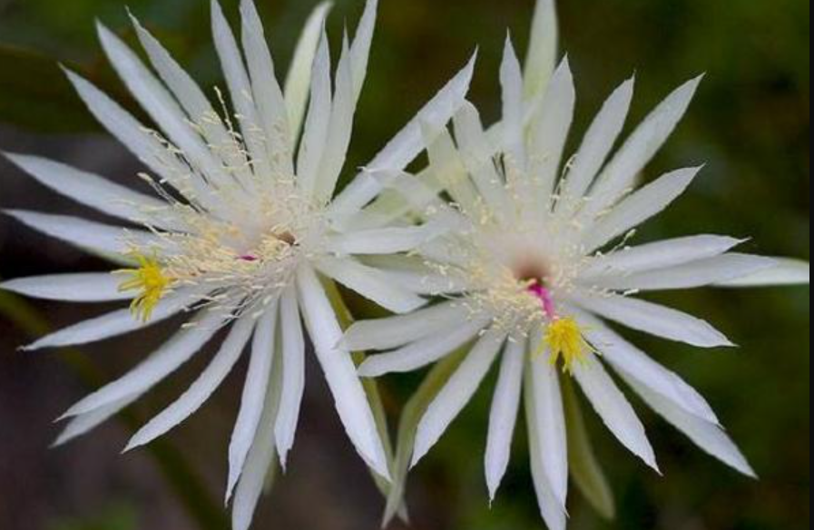 昙花珍贵品种排行:初学者按"叶片"区分,老种花人凭时间算价值