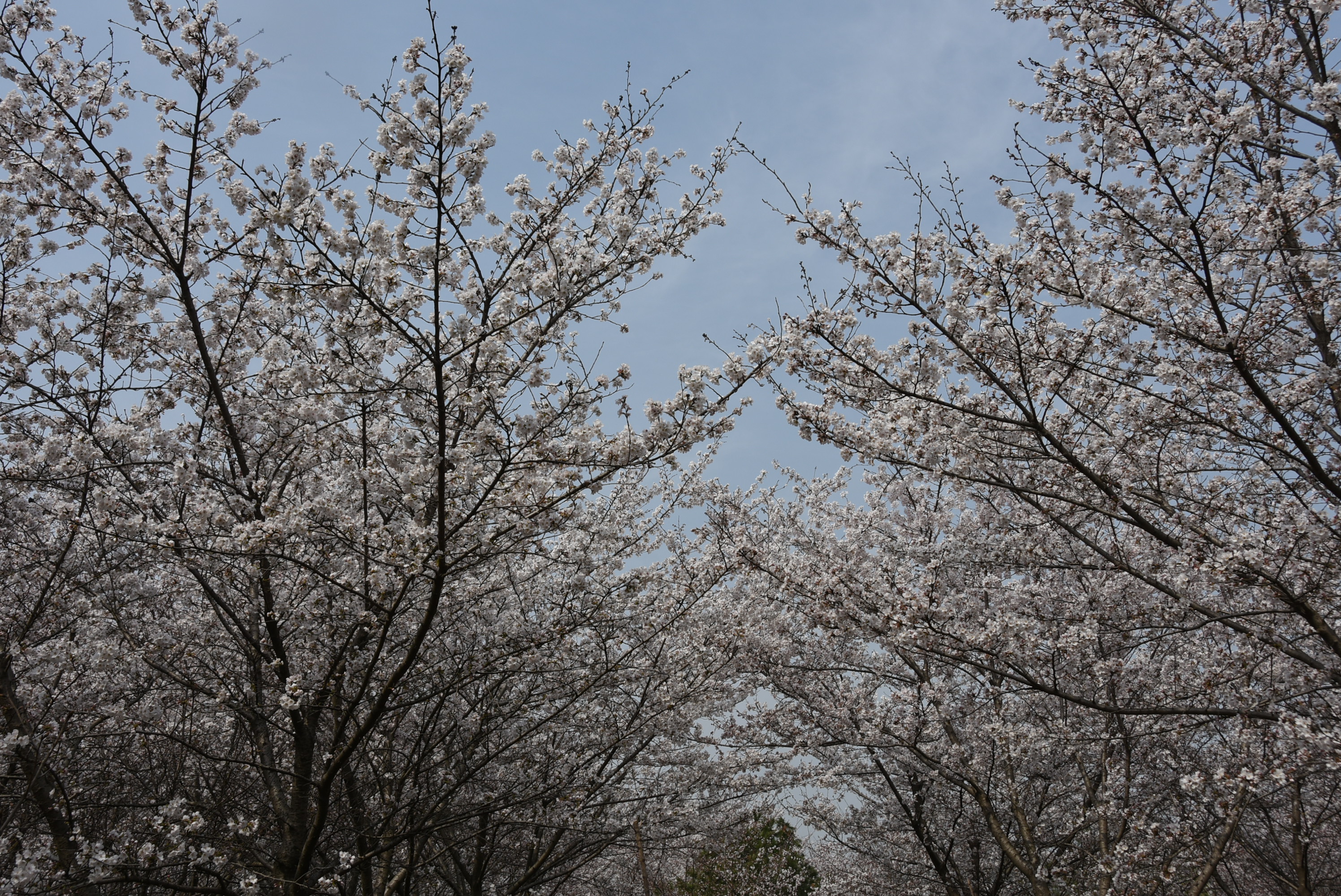 鄢陵县唐韵樱花园生态旅游区 - 密云旅游