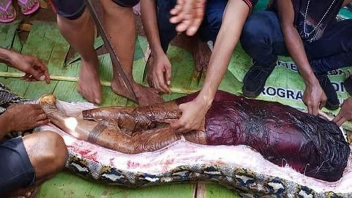 动物学家亲自实验