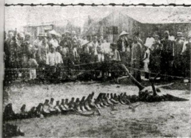 1934年辽宁一山村发现蛟龙坠地，时间已过70多年，终于真相大白