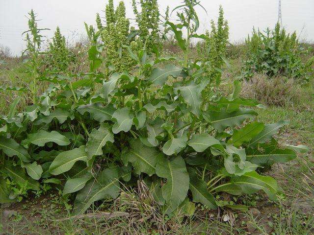 羊蹄菜的功效与作用-我的快乐小窝