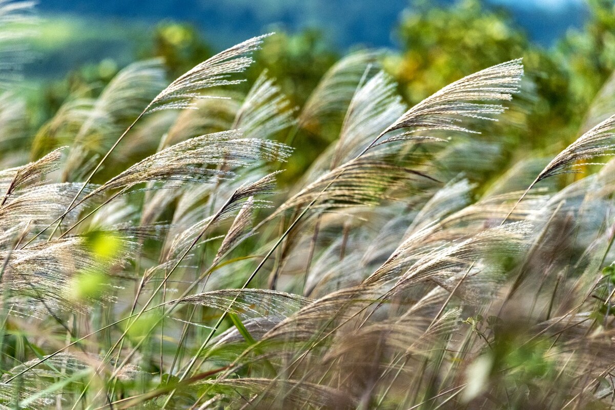 时光知味，岁月花开，谁的锦瑟，荒了流年，谁的人间，世事沧桑