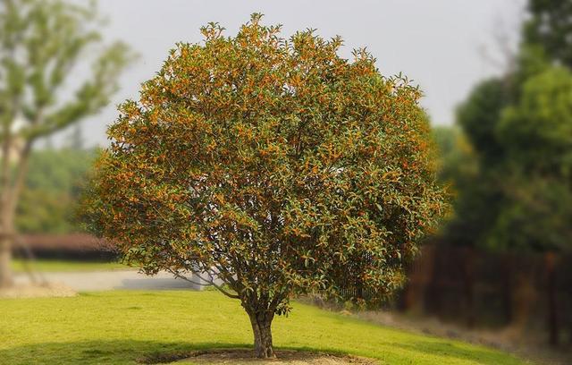 我家门前的桂花树(桂花赋)