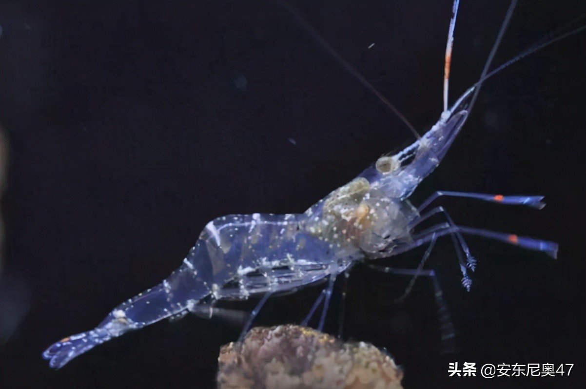 幽灵虾可以吃吗（一种通体透明的海洋生物）