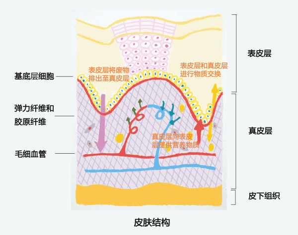 皮肤层:3大层,5小层