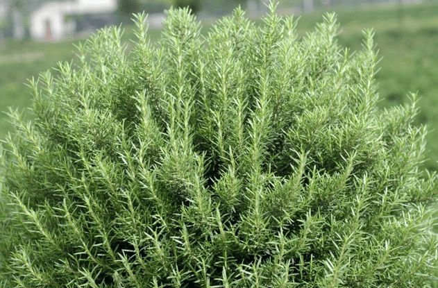 紫罗兰有毒吗（100种室内盆栽花草图鉴）