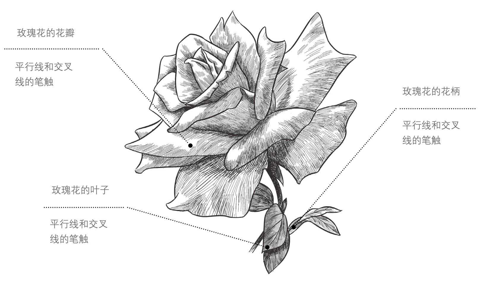 玫瑰花的画法平面图片