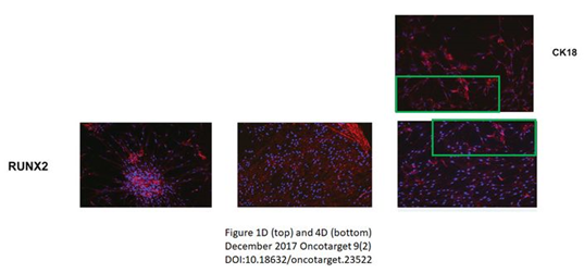 徐州医科大学附属医院发表的SCI论文因图片疑似重复被质疑