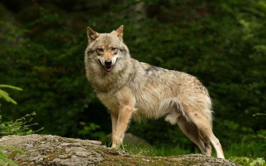 北美荒野狼王:用爱情和生命来唤醒人们的良知