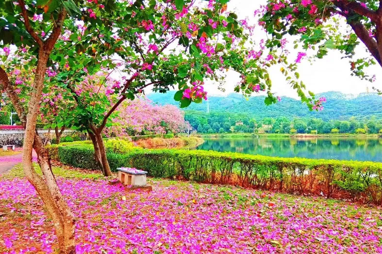 广东省华立技师学院2020年招生资讯