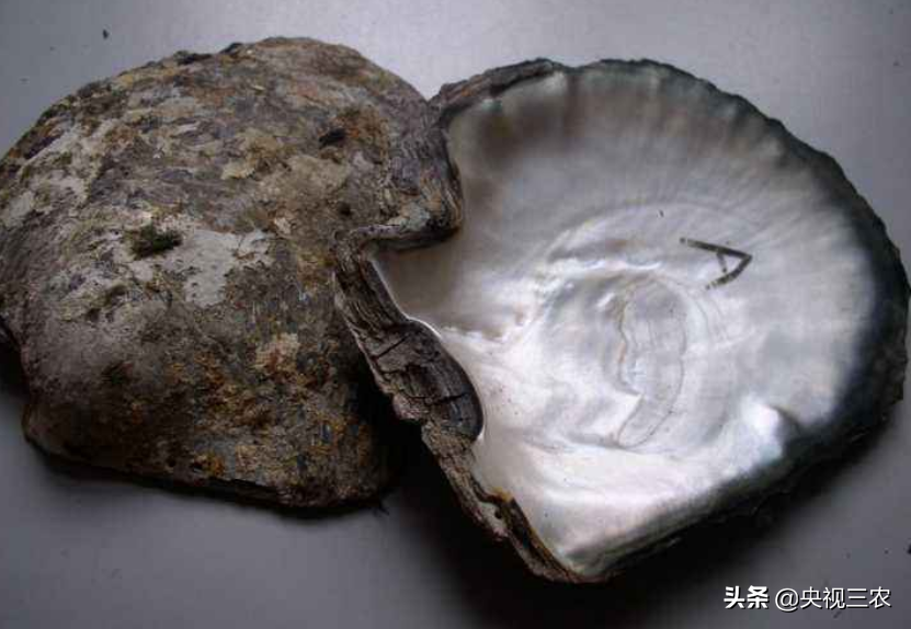 珍珠有不少秘密，看了这篇文，你就懂了