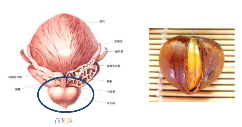前列腺的形态,分区以及生理功能