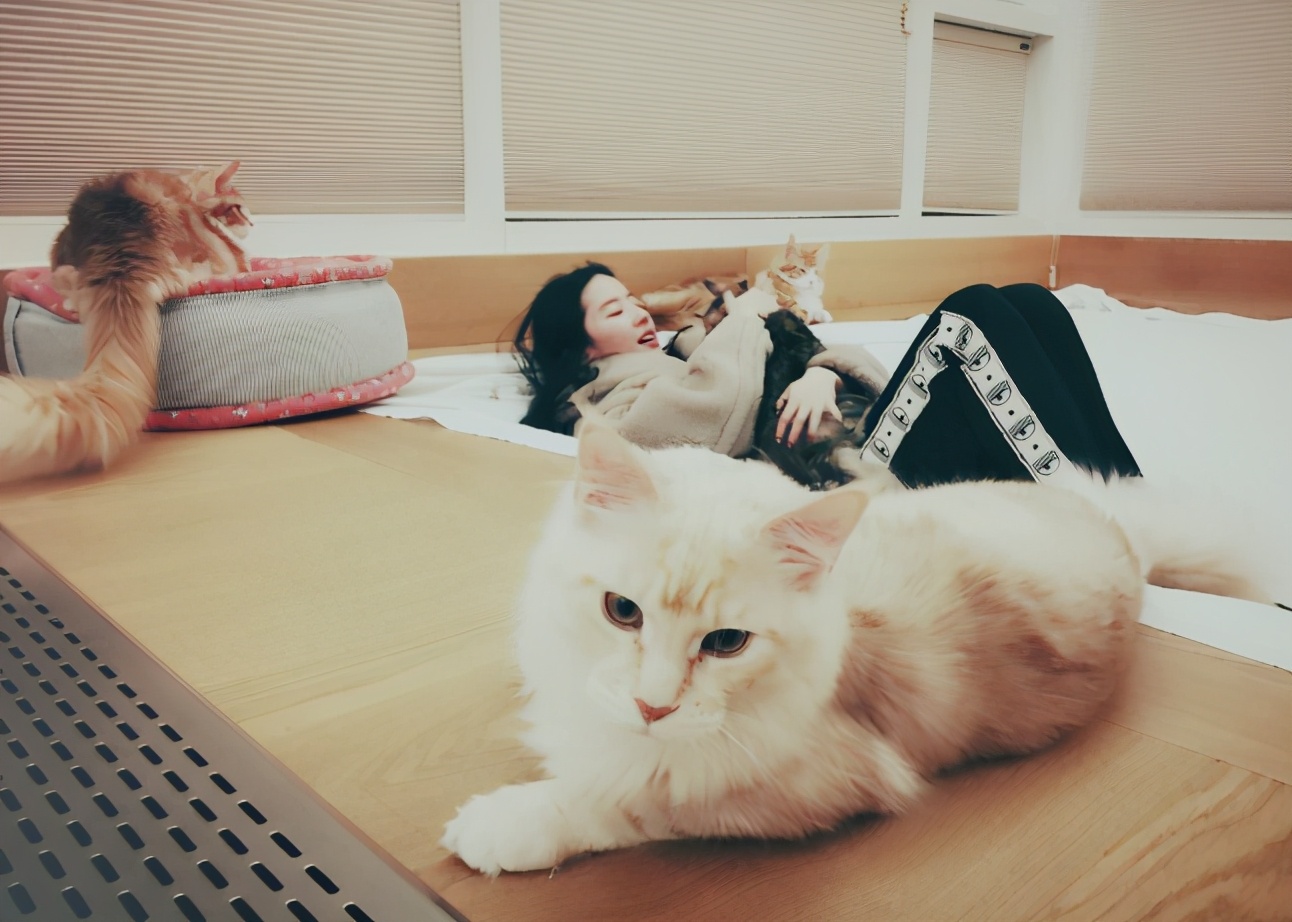 盘点明星养的猫，陆毅家的最贵，你养同款了吗？