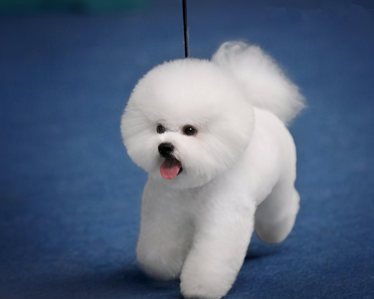 棉花狗价格及图片(公认) - 价格百科