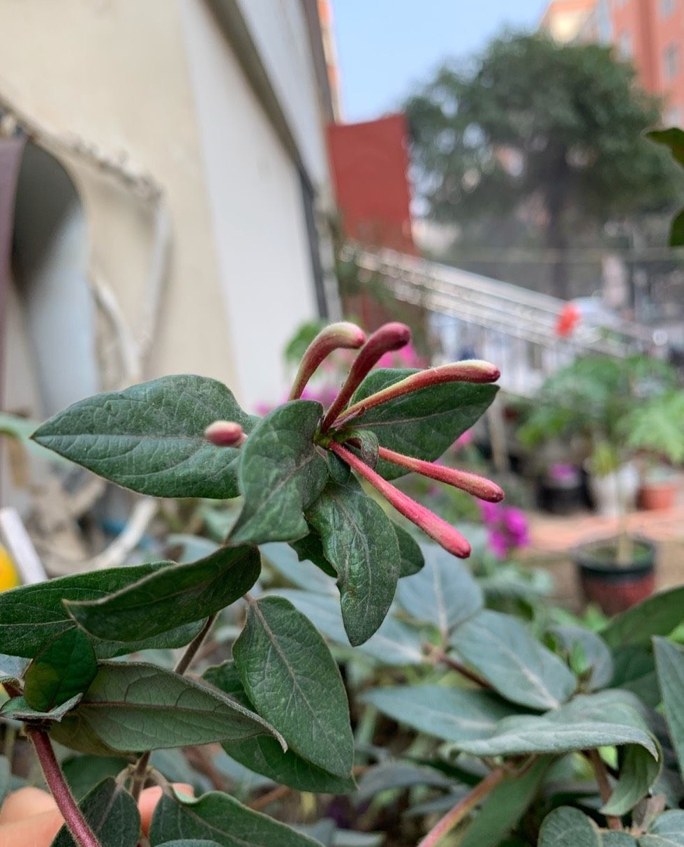 盆栽金银花种植技术（做三步一年长成漂亮的盆景）