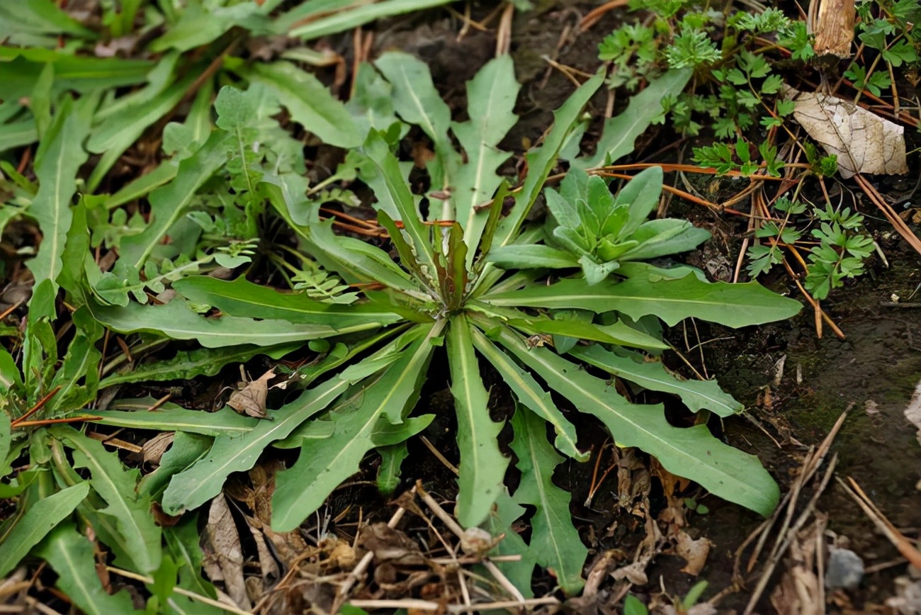 为什么两广人草木虫豸都敢吃,主要是古代两广人生活太贫苦