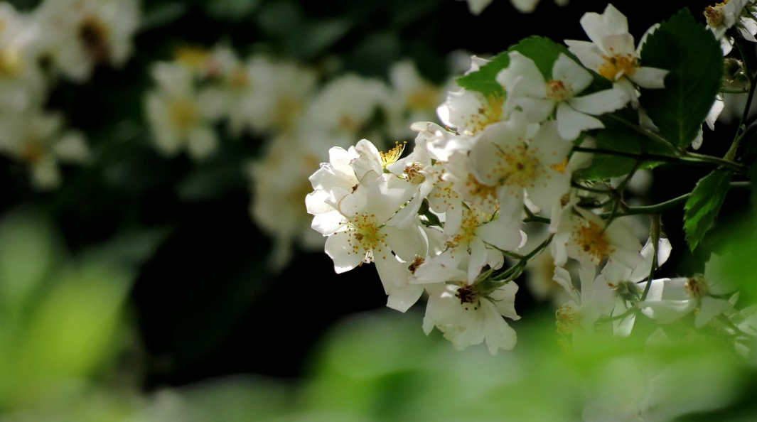 【诗词鉴赏】吹到荼蘼花信，春季最后盛放的花—荼蘼