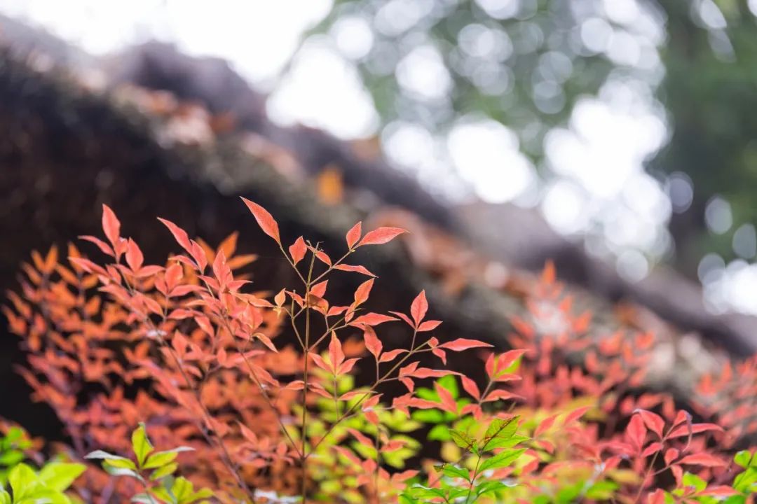 陆游最有名的十首诗（每一首都堪称经典）-第7张图片