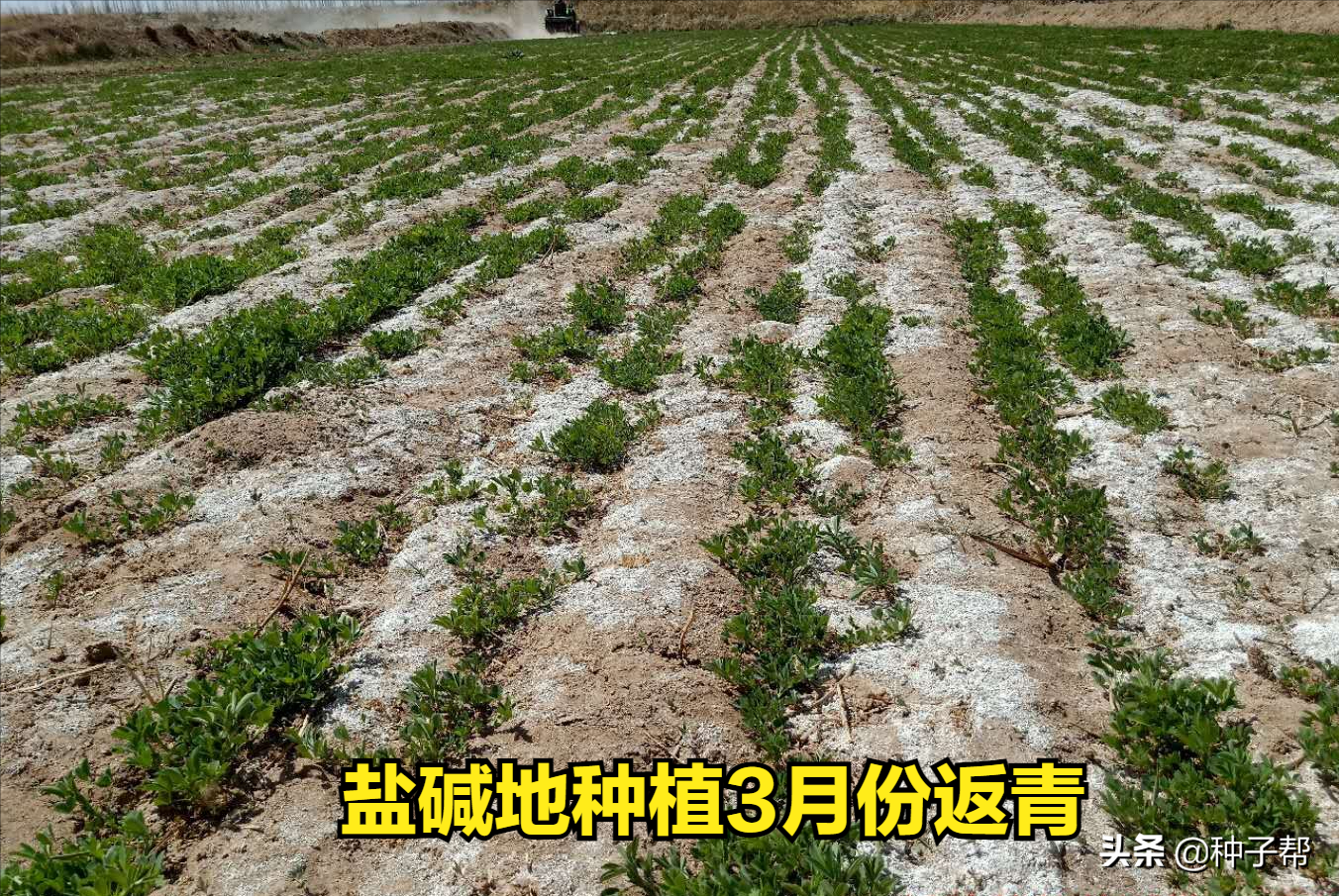 紫花苜蓿草,紫花苜蓿草的種植