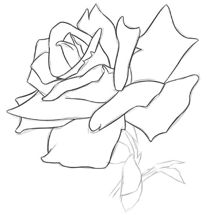 玫瑰花的画法20步 简单图片