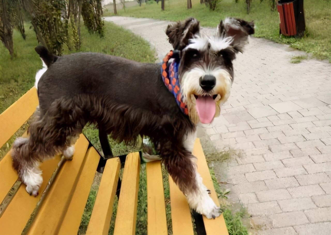 雪纳瑞体型不大,战斗力不大,运动量不大,因此带它出去遛弯是很省心的