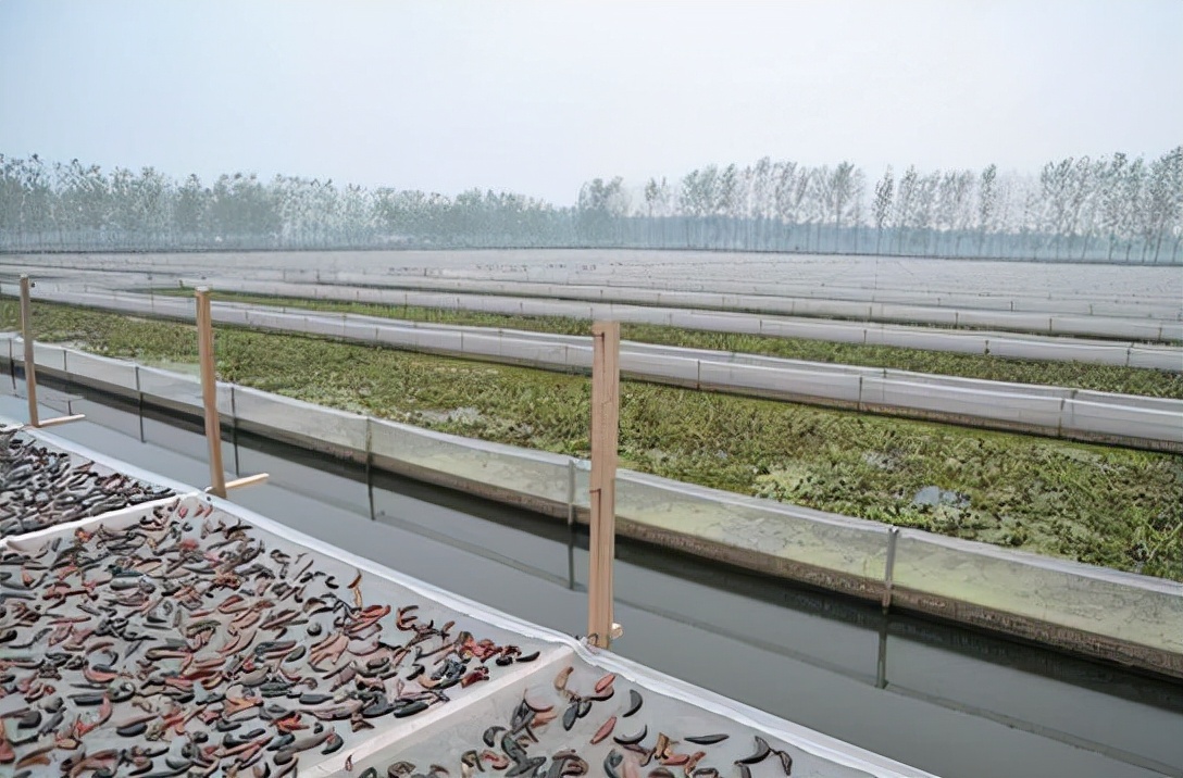 却陷入养殖骗局