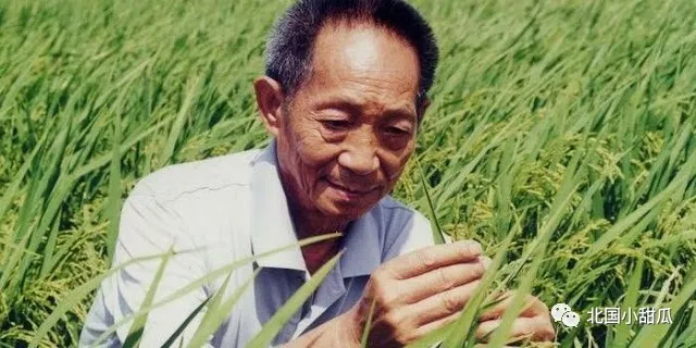 夫人坐轮椅泪别袁隆平:那个宠了她一辈子的人,永远地走了!