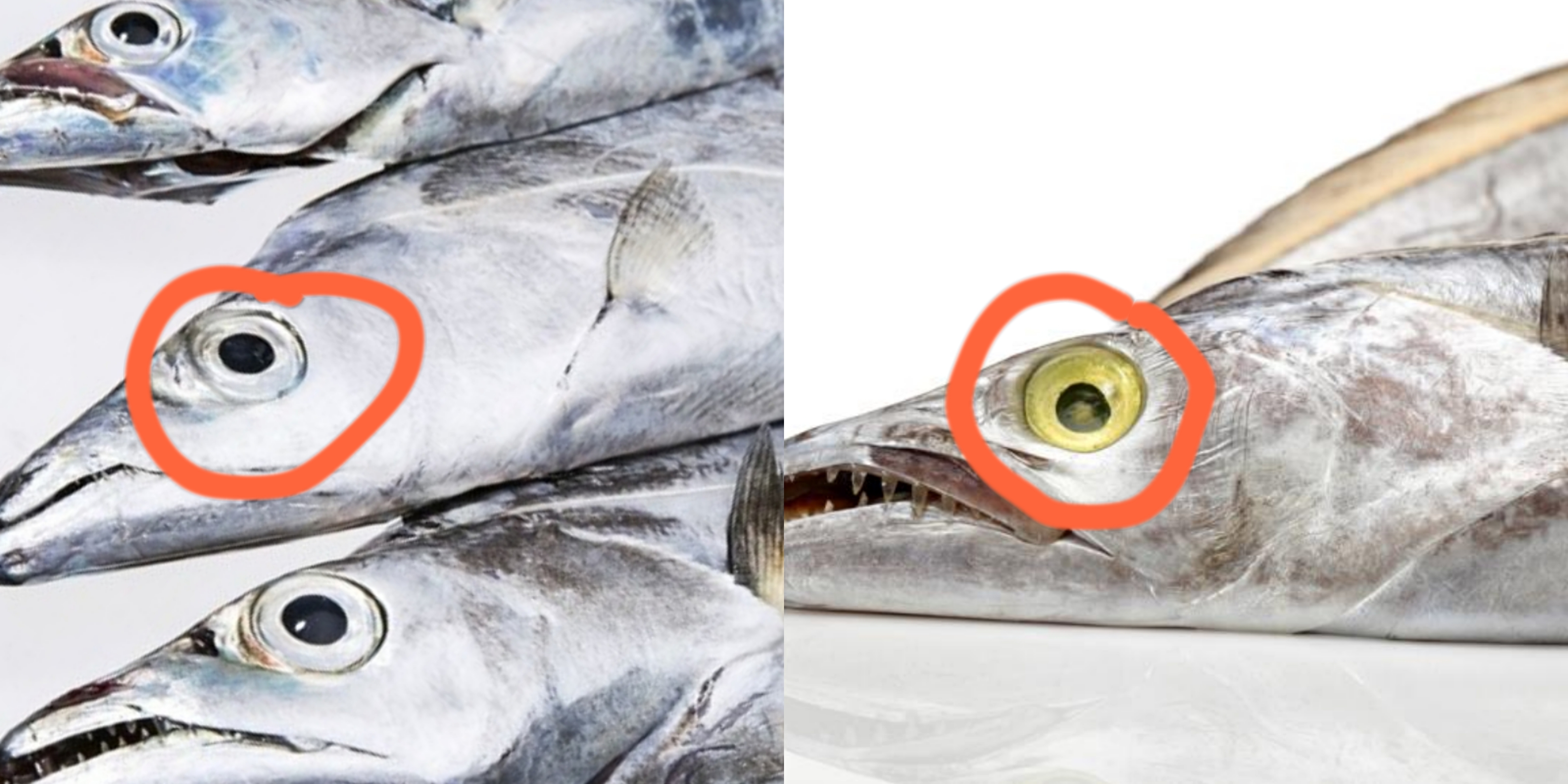 买带鱼时，黑眼睛和黄眼睛区别大，牢记4买3不买，带鱼鲜嫩味美