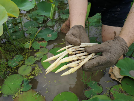 荷叶为什么不沾水？超高分辨率显微镜下，才知出淤泥而不染的原因