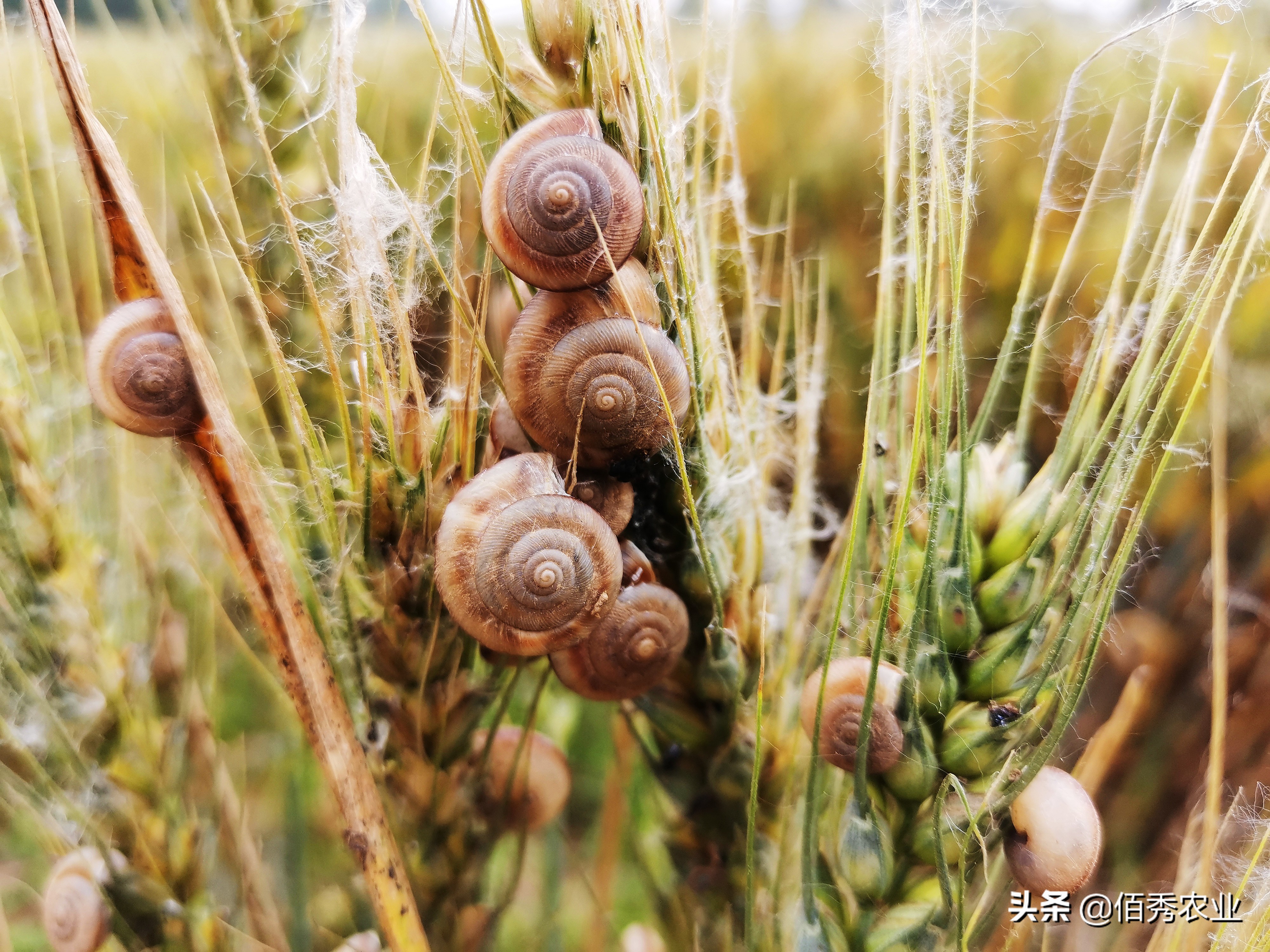 蜗牛在农业生产上是,蜗牛在农业生产上是害虫还是益虫