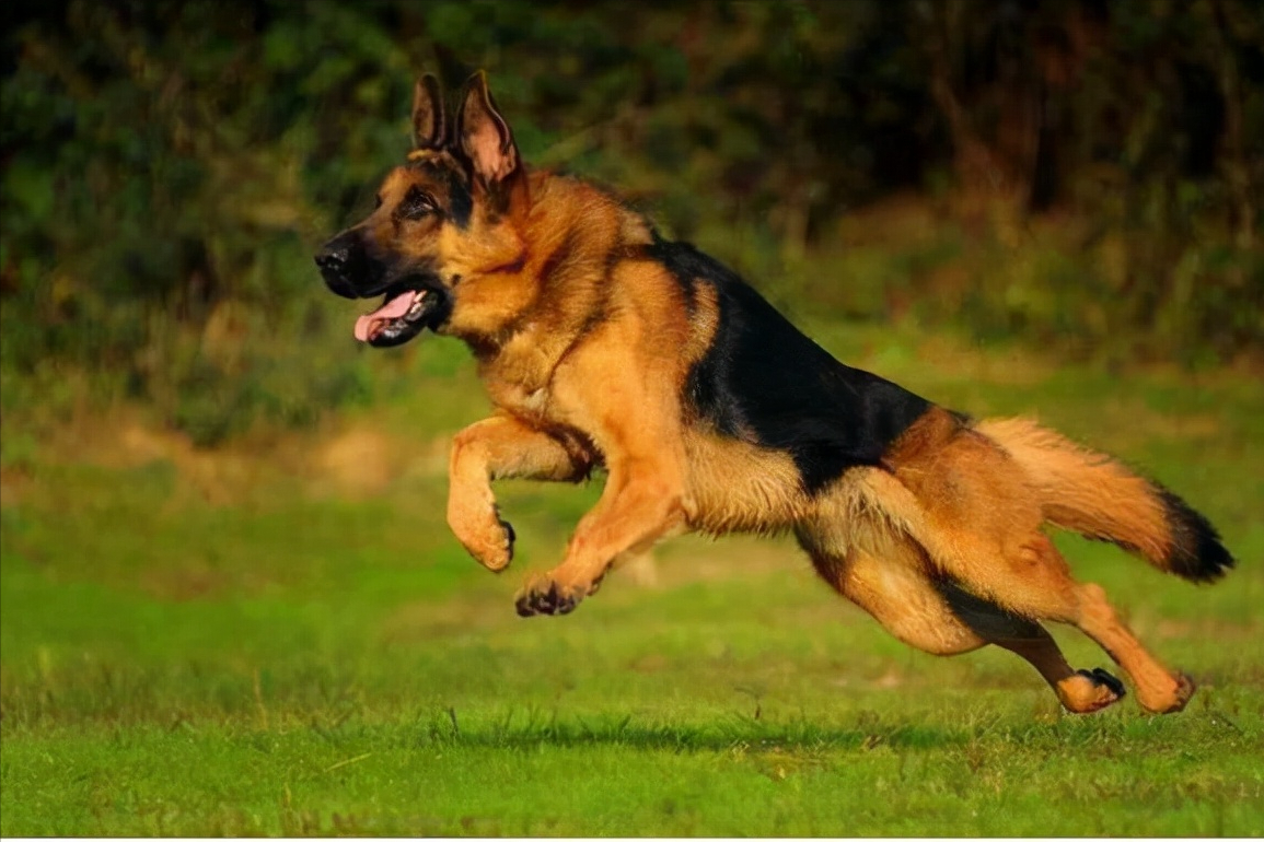 世界上被多国明令禁养的6大凶猛犬种，加纳利犬堪称“杀人犬”