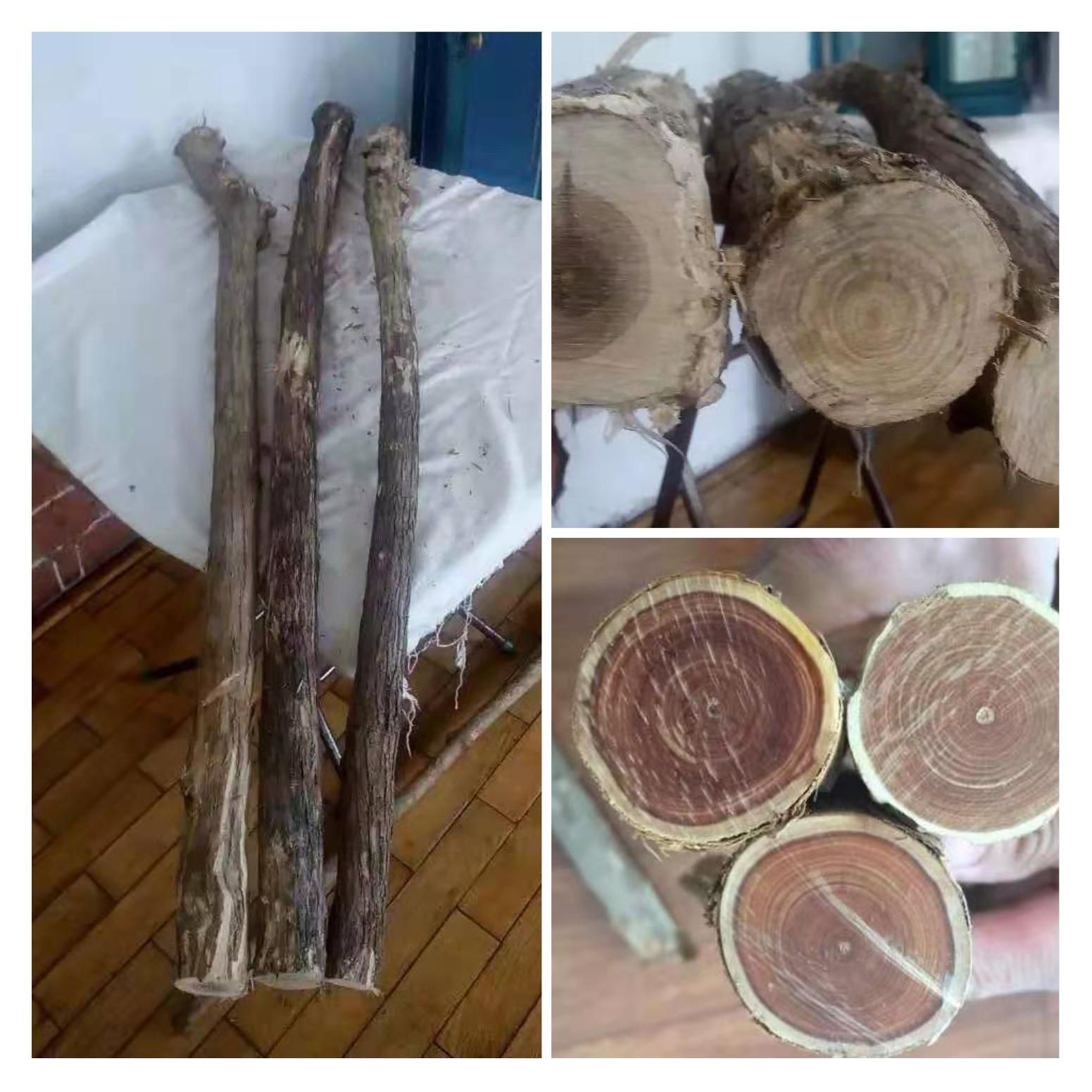 分布在黑吉辽东三省,东北老乡从前用扁担胡子做锄头把,铁锹把,当时用