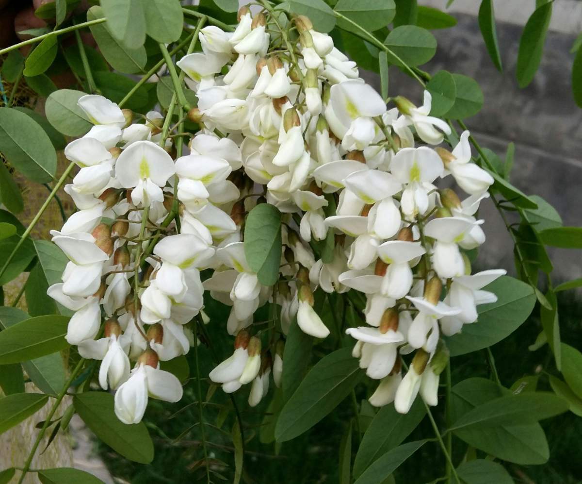 花卉植物有哪些（盘点100种常见花图鉴）