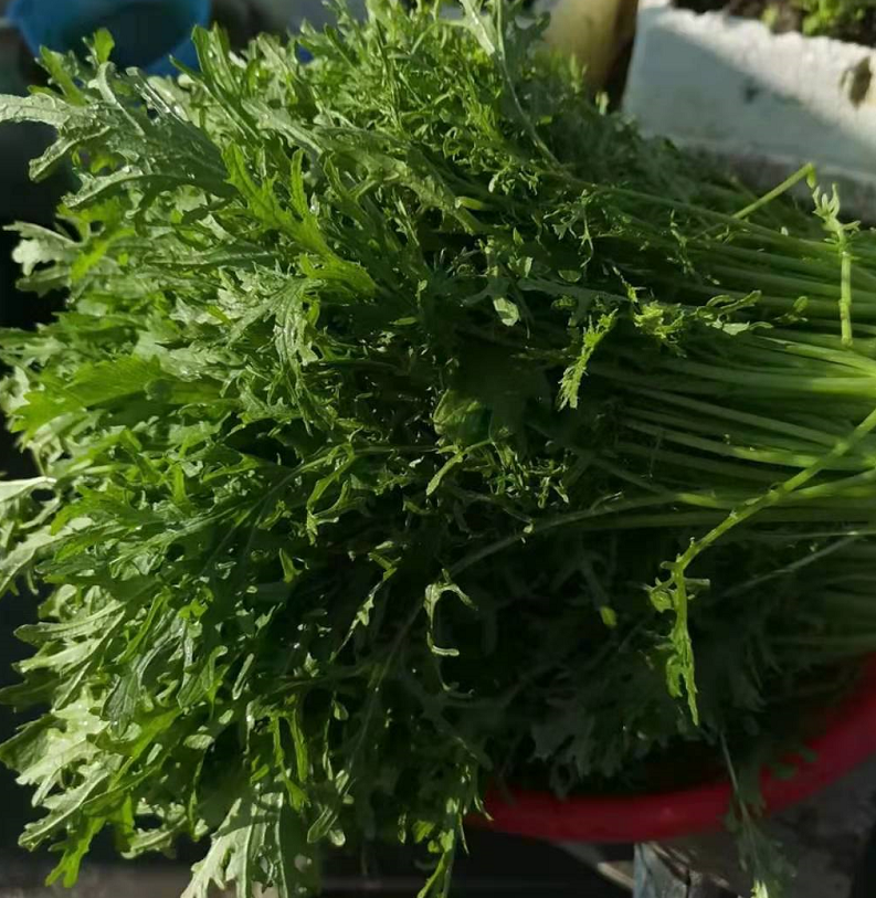 雪里蕻圖片,蔬菜雪里蕻圖片