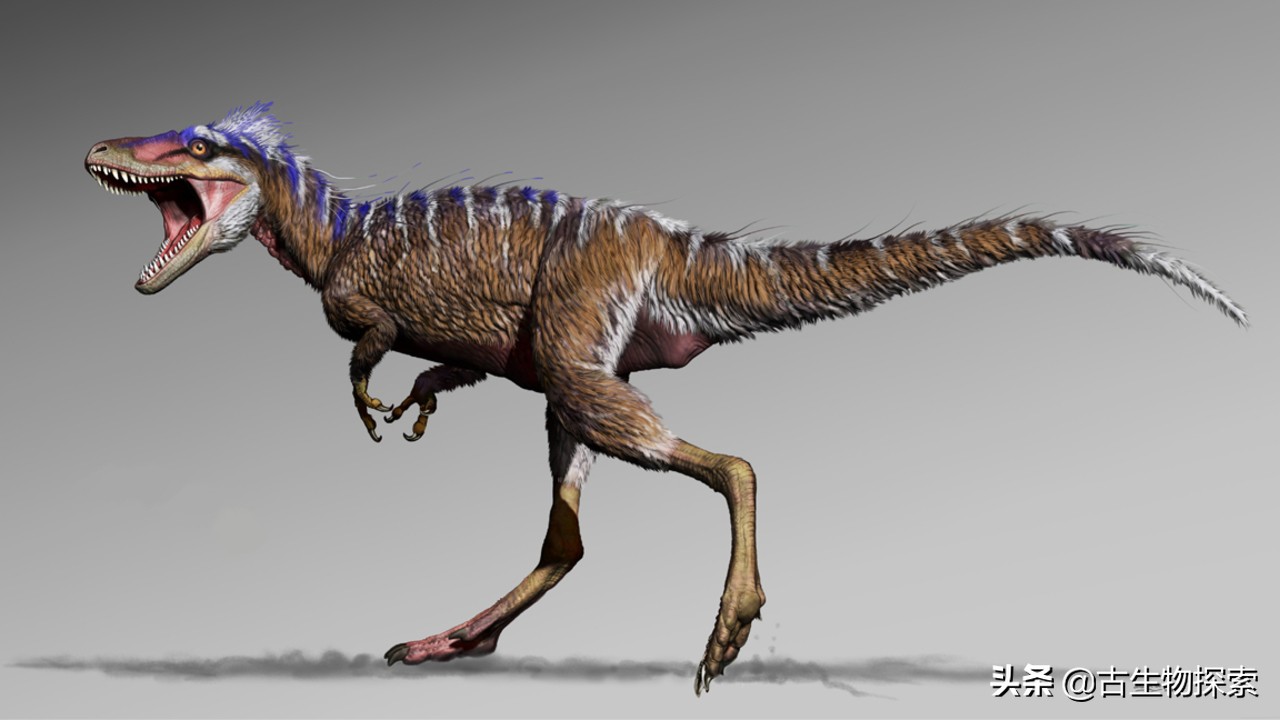 top 9 阿斯法托猎龙