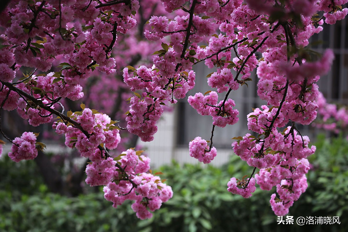 日本樱花文化（内涵揭秘日本樱花文化背后的冷知识）