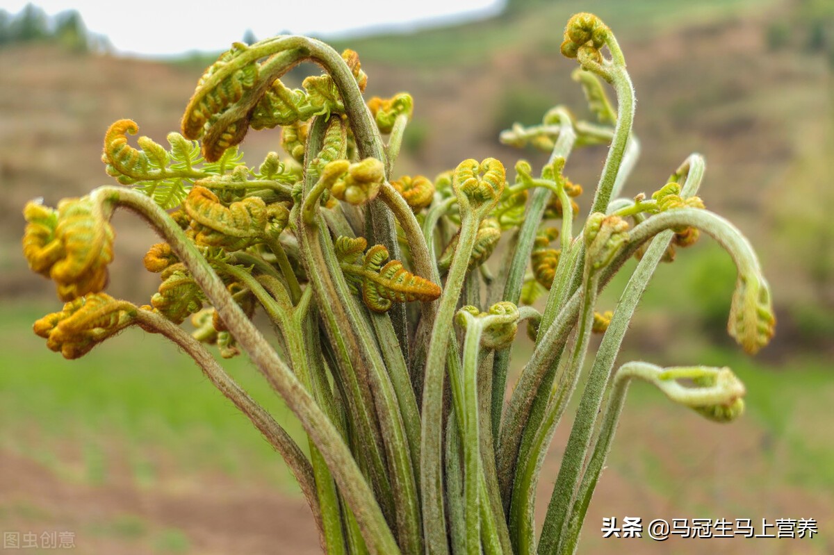 蕨菜怎么做好吃,蕨菜怎么做好吃啊