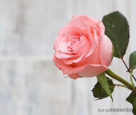 苏醒玫瑰是什么颜色（10款粉色玫瑰品种介绍）