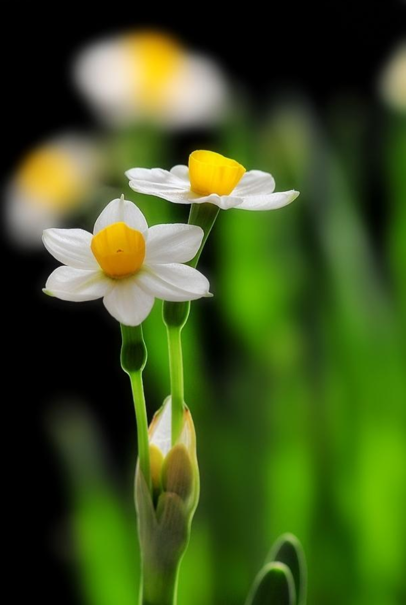 水仙花开迎春来，古诗词里的水仙花，素洁幽雅，超凡脱俗