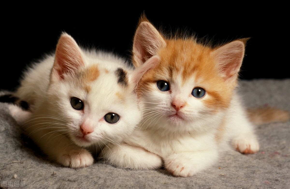 睡前故事(54):迷路的小花猫