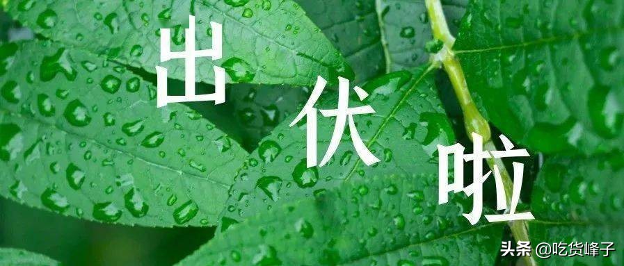 出伏啦！老妈叮嘱我：再节约也要多吃4果，喝3汤，谨防秋老虎伤人