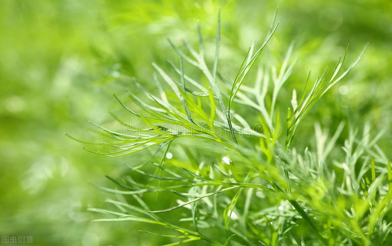 茴香种子怎么种（小茴香的七个播种要点介绍）